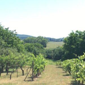 Group logo of Sebestační / Off grid