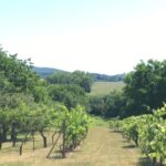 Group logo of Sebestační / Off grid